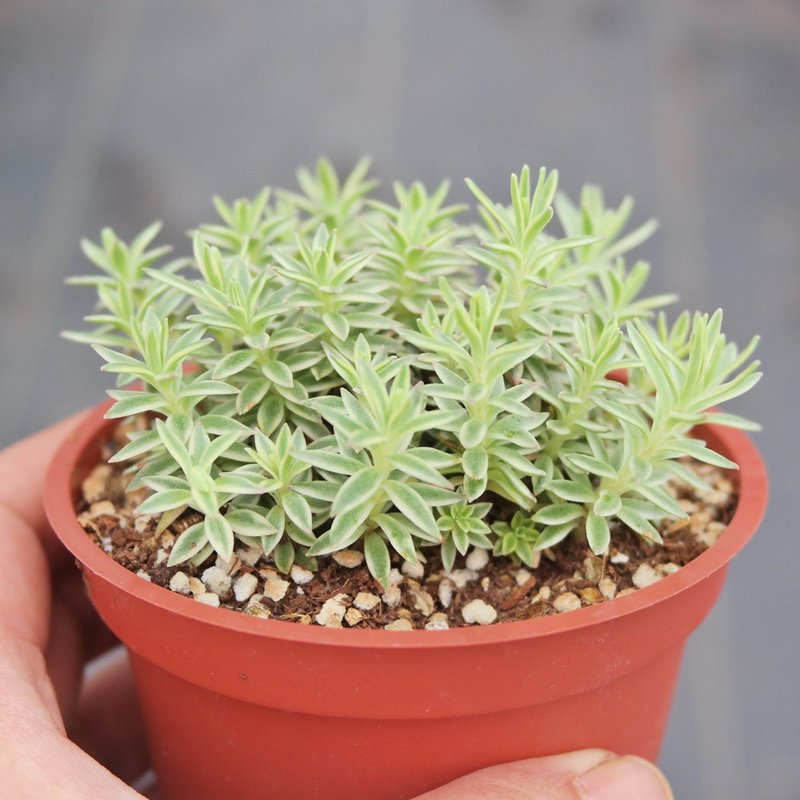 豆豆多肉植物与小杂货-植物-佛甲草 - 植栽/盆栽 - 植物．花 多色