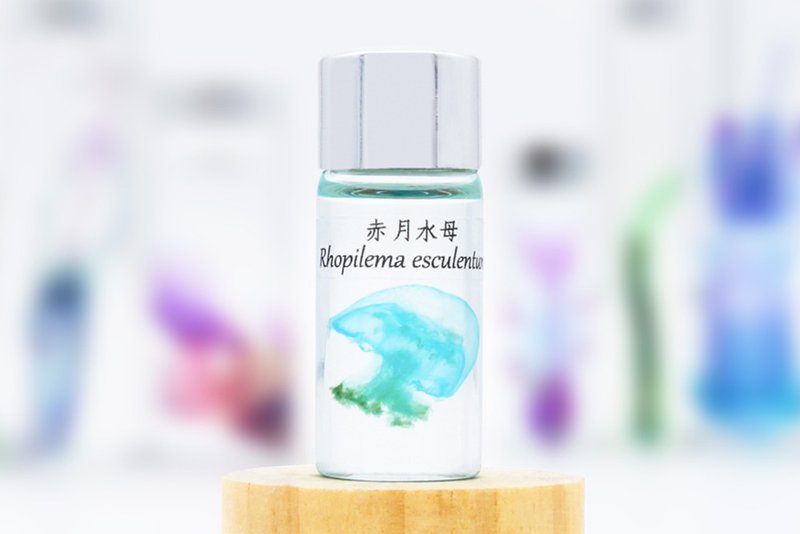透明生物标本 - 赤月水母 Rhopilema esculentum (小) - 摆饰 - 玻璃 
