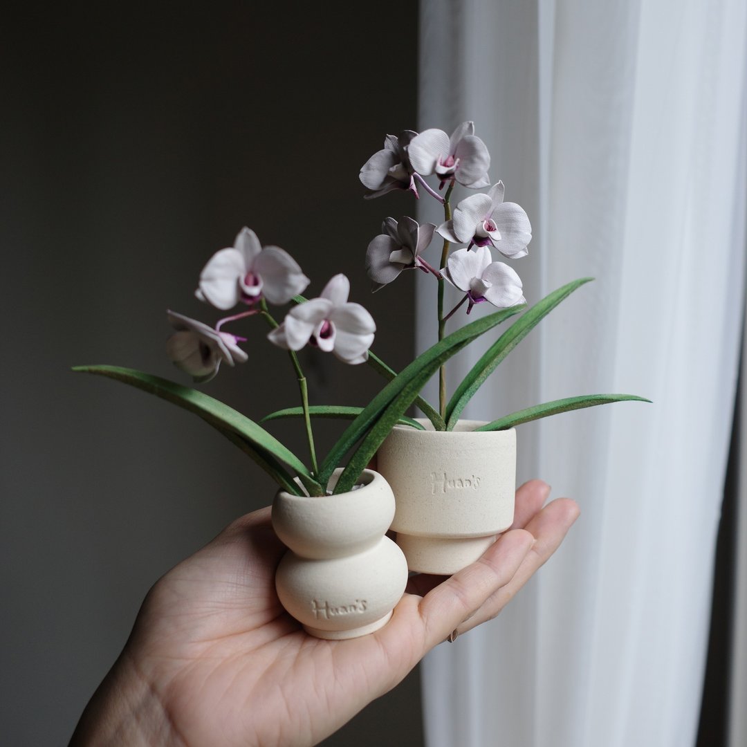 白花红心石斛兰 Dendrobium hybrid 皮革兰花 - 植栽/盆栽 - 真皮 