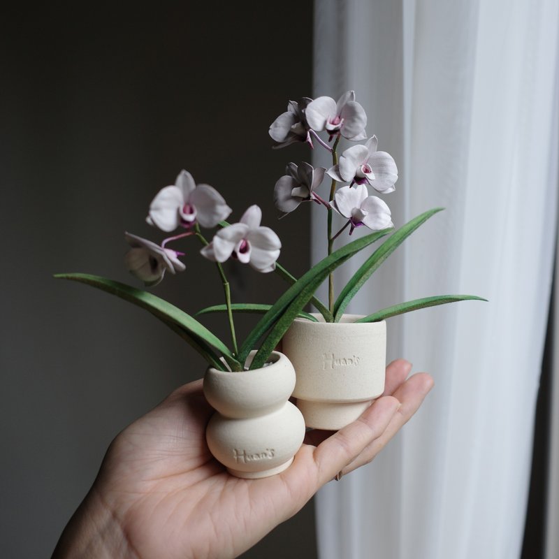 白花红心石斛兰 Dendrobium hybrid 皮革兰花 - 植栽/盆栽 - 真皮 