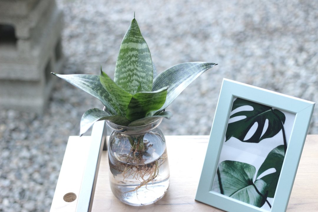 水培植栽│短叶虎尾兰_室内植物 办公室盆栽 店内摆设 植物  礼物 - 植栽/盆栽 - 玻璃 