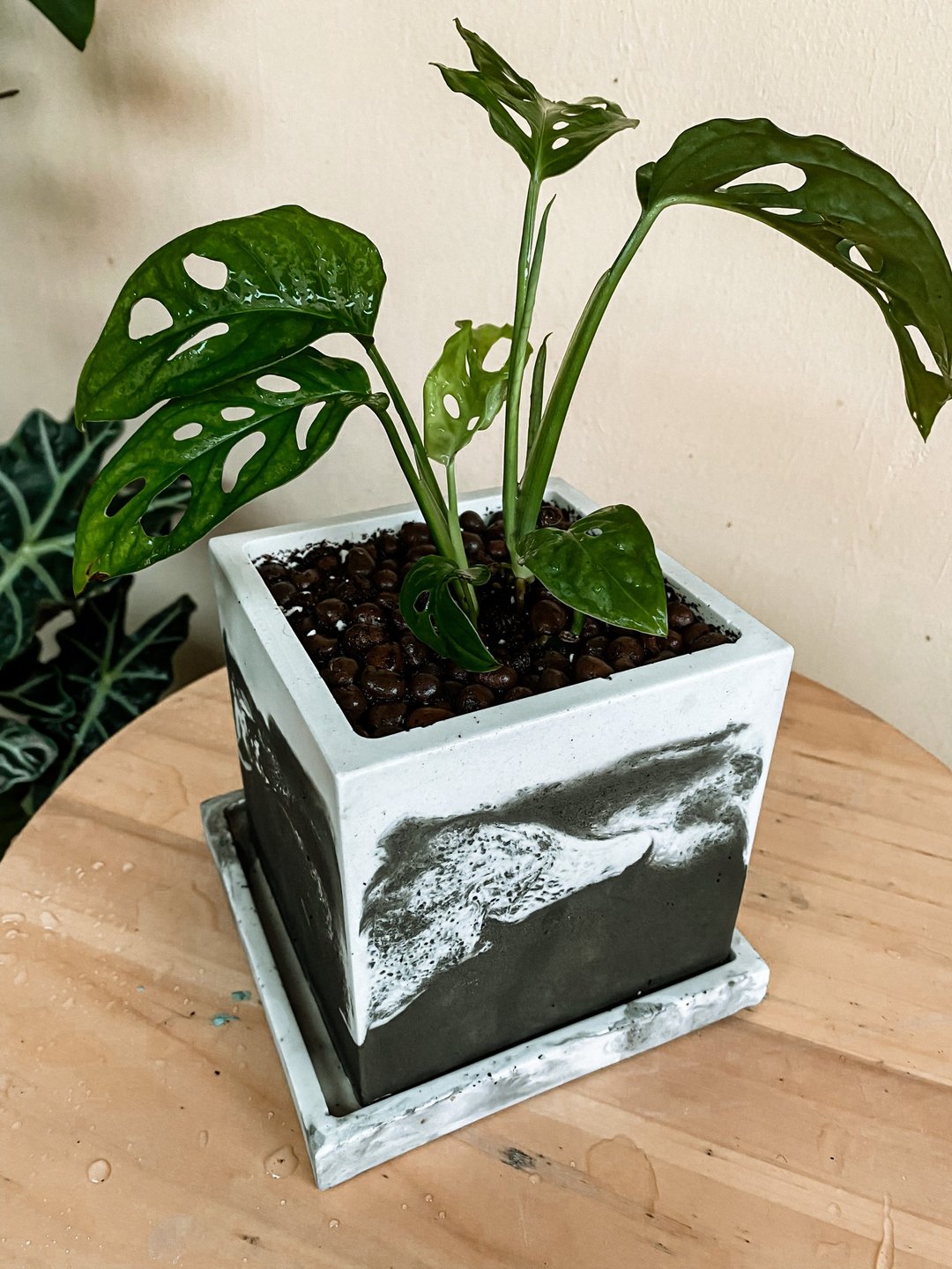【手作水泥盆】 黑白渲染方盆/ 盆器/ 圣诞节礼物/ 室内植物 - 植栽/盆栽 - 植物．花 绿色