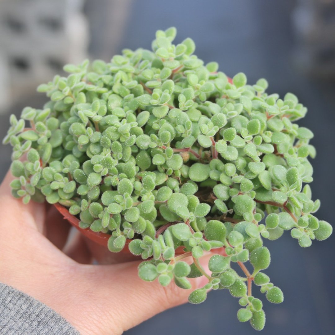 【豆豆多肉】【波尼亚】乔迁│送礼│升迁│多肉植物 - 植栽/盆栽 - 植物．花 