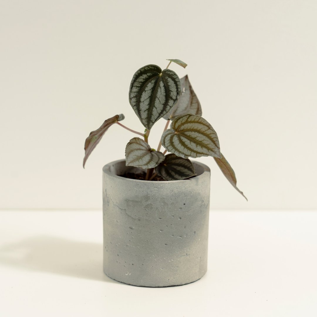 兔耳椒草│泥作系列│福所栽 - 植栽/盆栽 - 水泥 银色