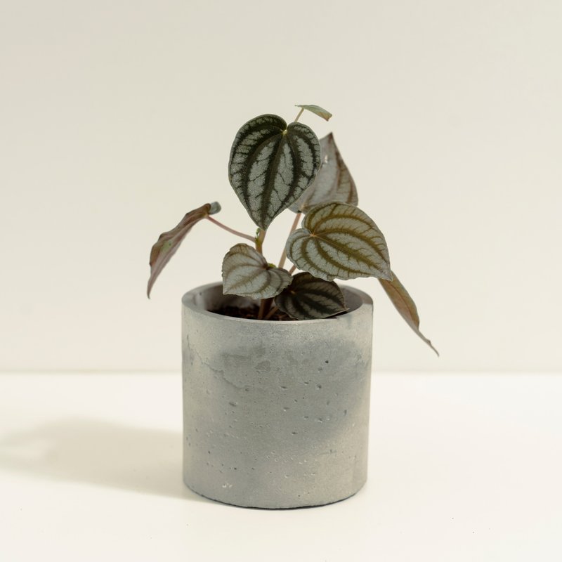 兔耳椒草│泥作系列│福所栽 - 植栽/盆栽 - 水泥 银色