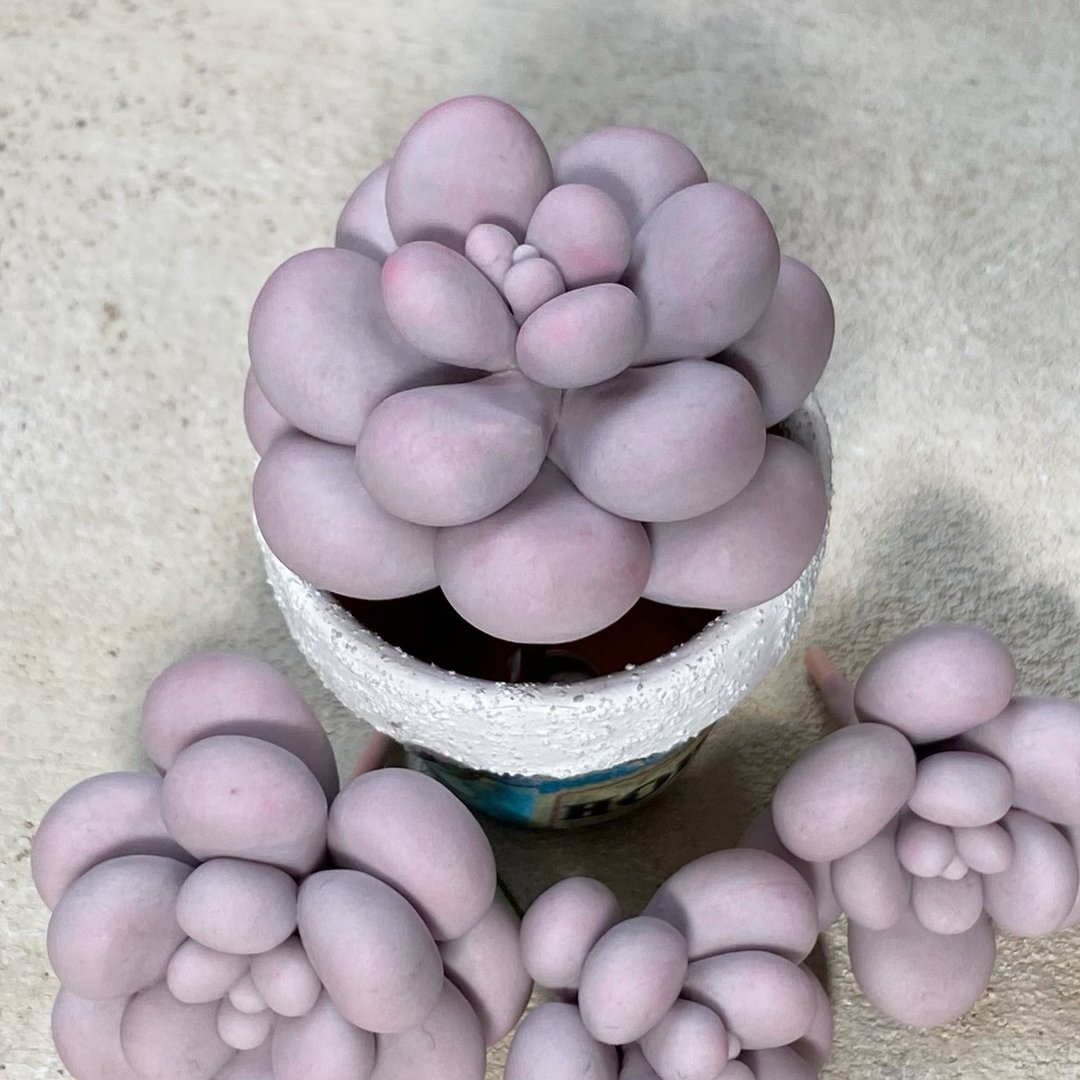 粘土多肉课程 Pachyphytum Oviferum的制作方法 - 手工艺教程/工具书 - 其他材质 