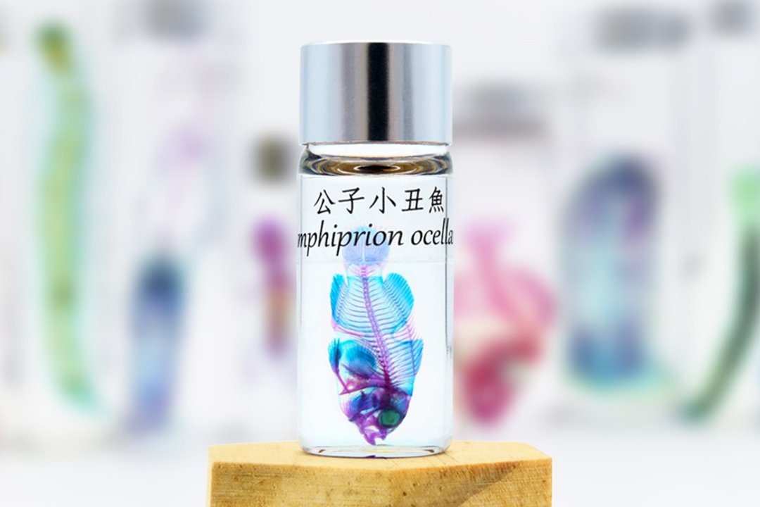 透明生物标本 - 公子小丑鱼 Amphiprion ocellaris - 摆饰 - 玻璃 