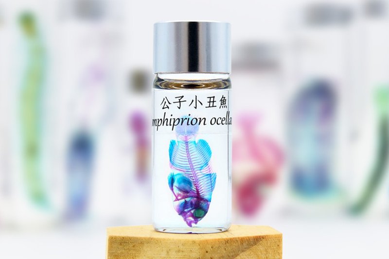 透明生物标本 - 公子小丑鱼 Amphiprion ocellaris - 摆饰 - 玻璃 
