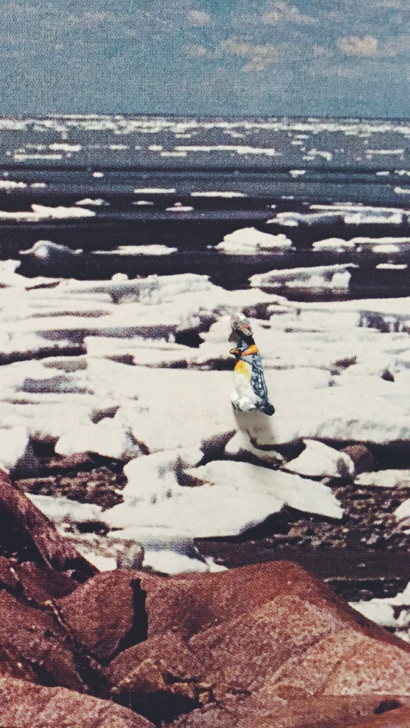 手绘坠子 - 国王企鹅 /aptenodytes patagonicus/ キングペンギン - 其他 - 铜/黄铜 黑色