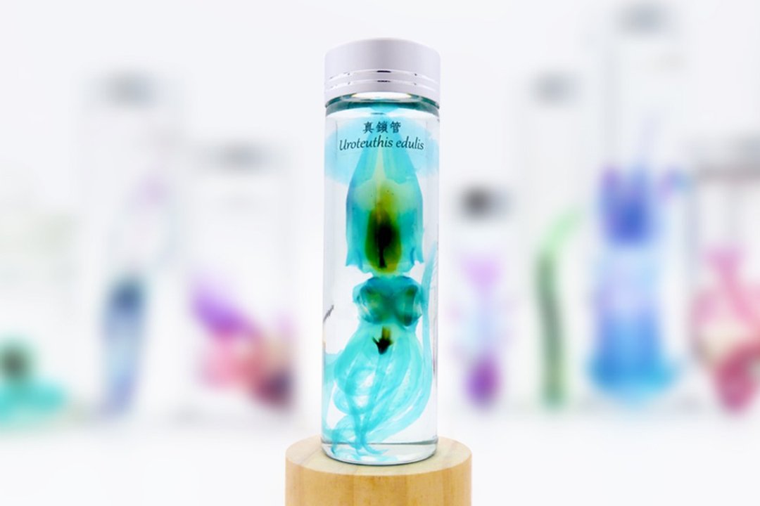 透明生物标本 - 真锁管 Uroteuthis edulis (大) - 摆饰 - 玻璃 
