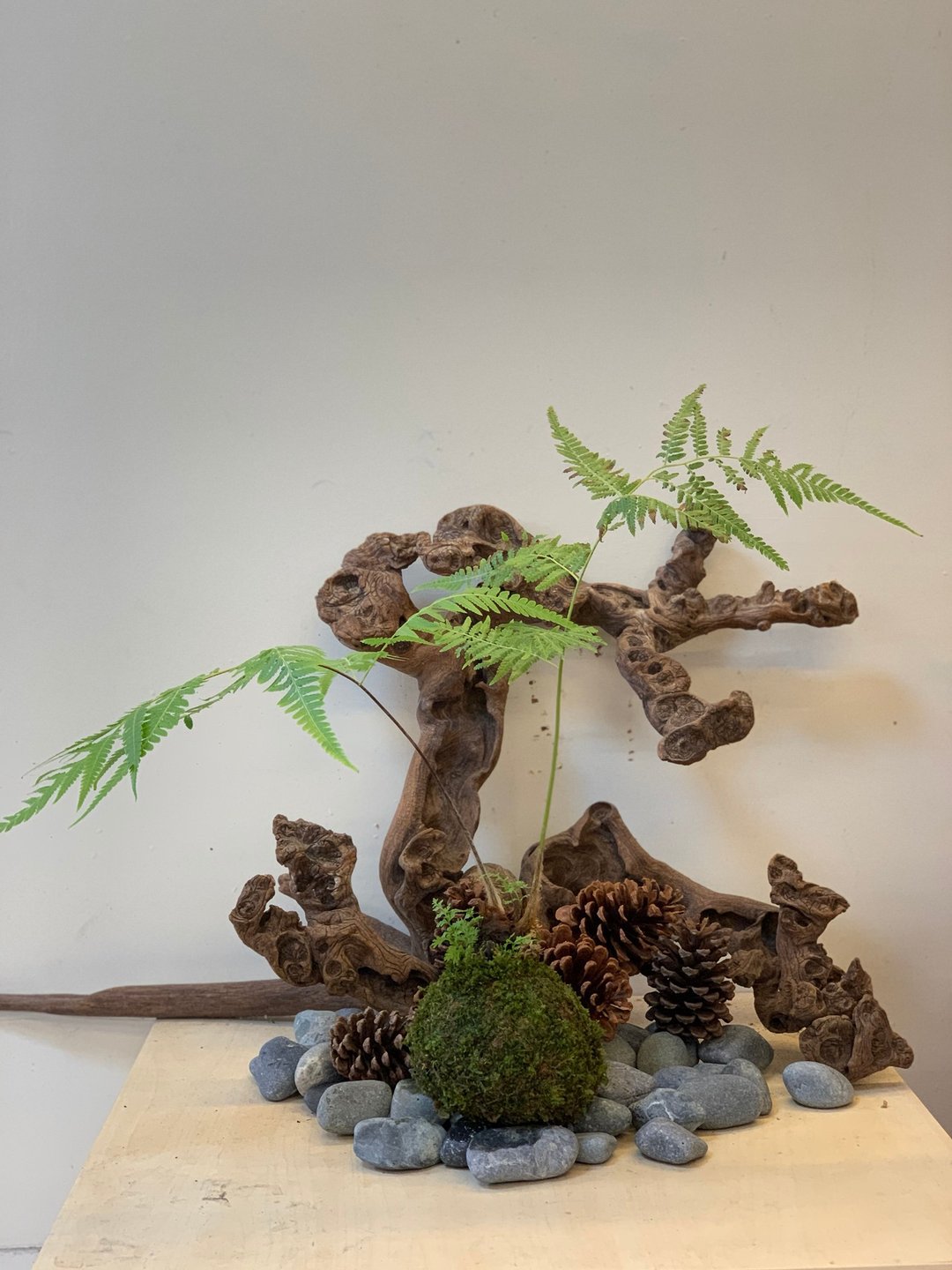 金狗毛苔球 - 植栽/盆栽 - 植物．花 绿色