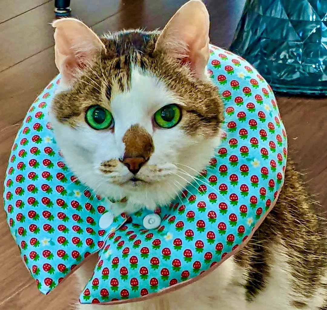 This is protective devices for cats. It's Elizabethan collar for cats. - 项圈/牵绳 - 棉 蓝色