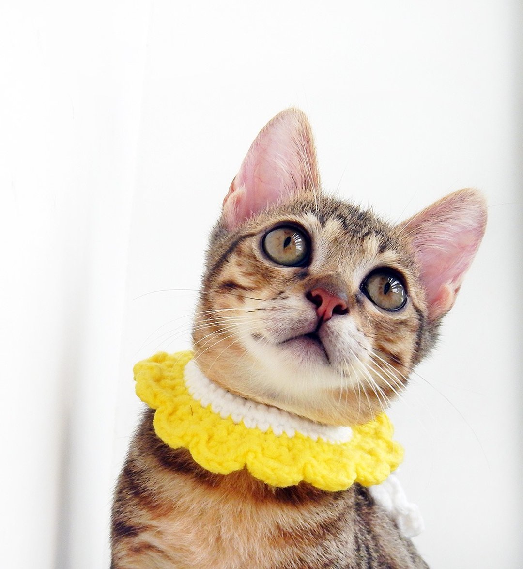 猫咪 狗狗 宠物项圈 领巾 围巾(花瓣) - 项圈/牵绳 - 其他材质 