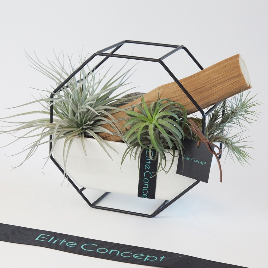 空气凤梨 / 桌上植栽 - 植栽/盆栽 - 植物．花 绿色