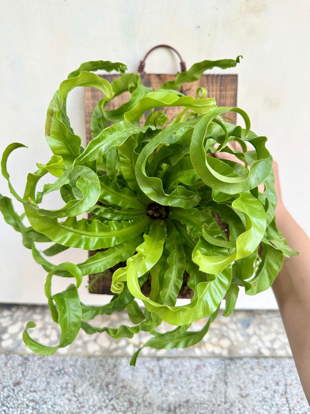 【龙卷风山苏(大板)】开幕送礼 生日礼物 上板 观叶植物 开幕 - 植栽/盆栽 - 植物．花 