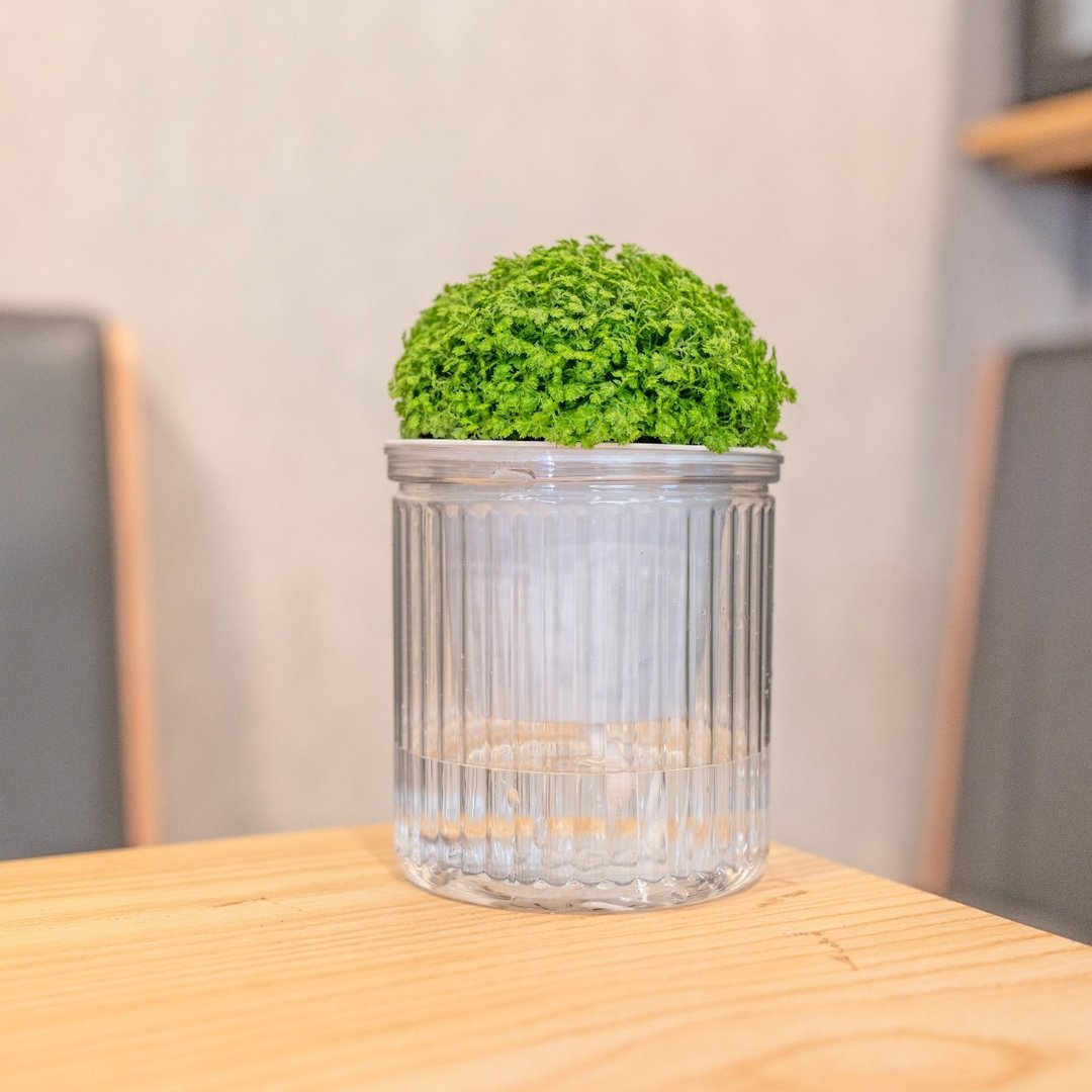 冰淇淋卷柏 免浇水盆栽 室内植物 观叶植物  礼物 办公室小物 - 植栽/盆栽 - 植物．花 
