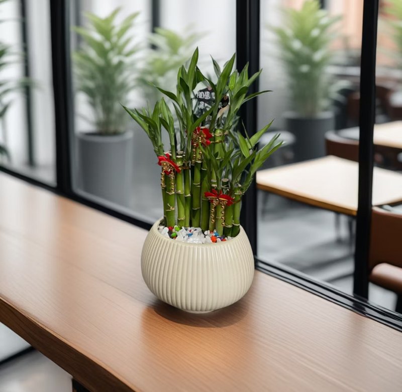 【开运竹】水植盆栽 新居乔迁开幕送礼居家店面摆设 - 植栽/盆栽 - 陶 