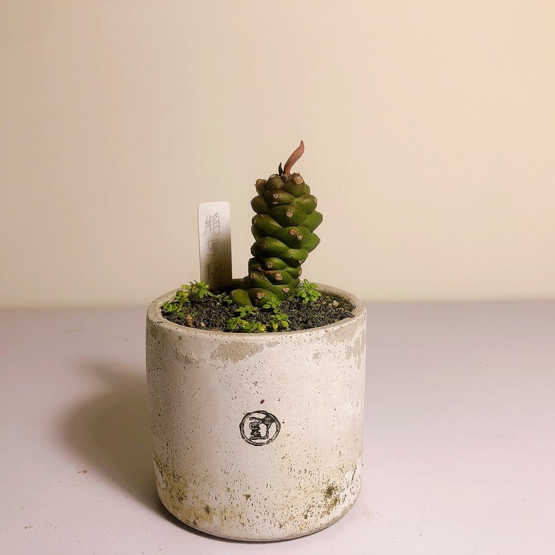 【野草不野-限时贩售】将军阁 / 大杯盆 - 植栽/盆栽 - 植物．花 绿色