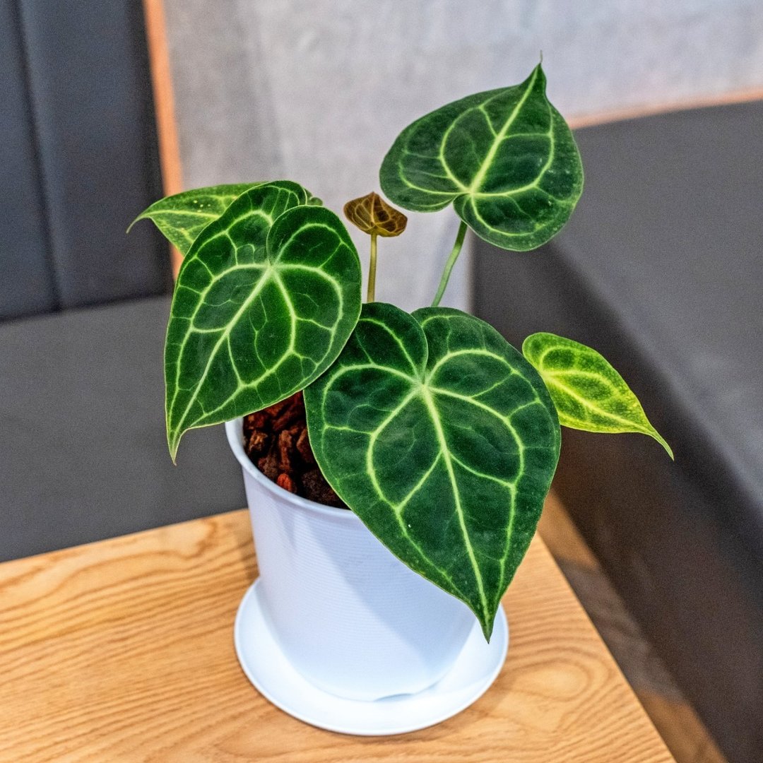 圆叶花烛 5寸日式塑陶盆 观叶植物盆栽 - 植栽/盆栽 - 植物．花 