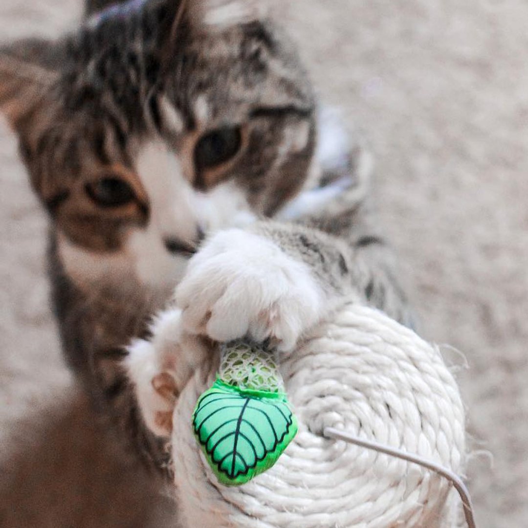猫草玩具 清新薄荷棒  猫咪洁牙 - 玩具 - 其他材质 