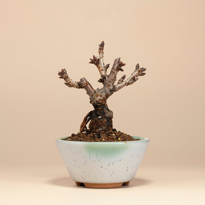 【日本植物】旭山樱 观花植物 小品盆栽 - 植栽/盆栽 - 植物．花 