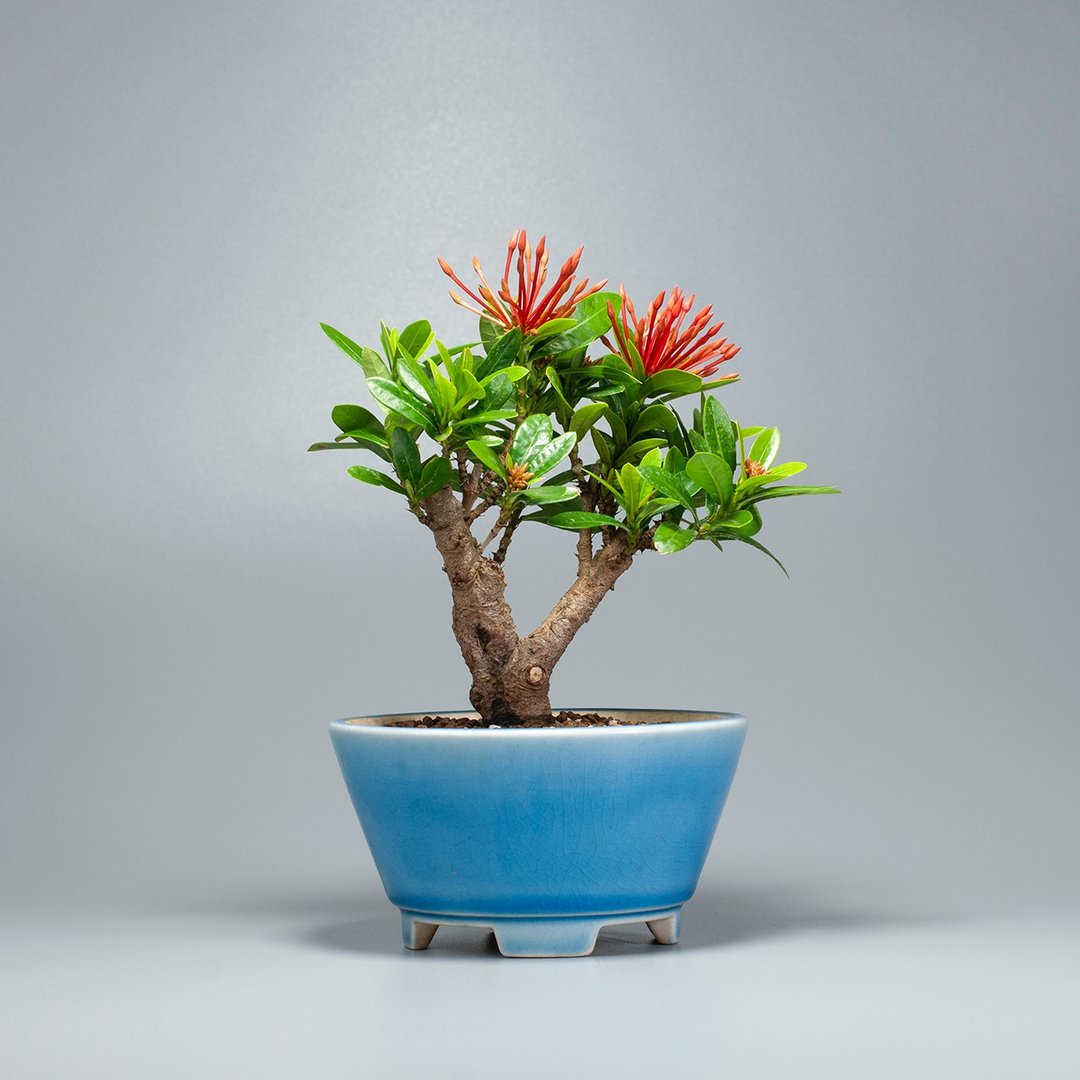 【推荐植栽】仙丹花 小品盆景 窗台植物 - 植栽/盆栽 - 植物．花 