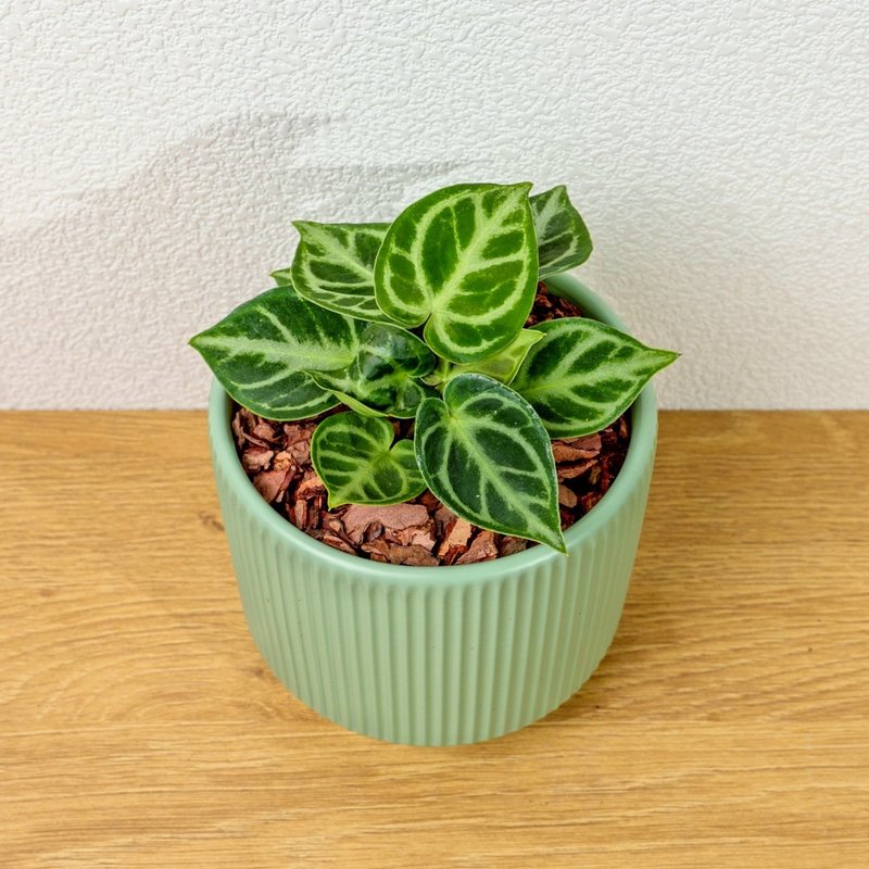 铜锣烧绿陶盆 桌上盆栽 室内植物 开幕送礼 乔迁礼物 - 植栽/盆栽 - 陶 绿色