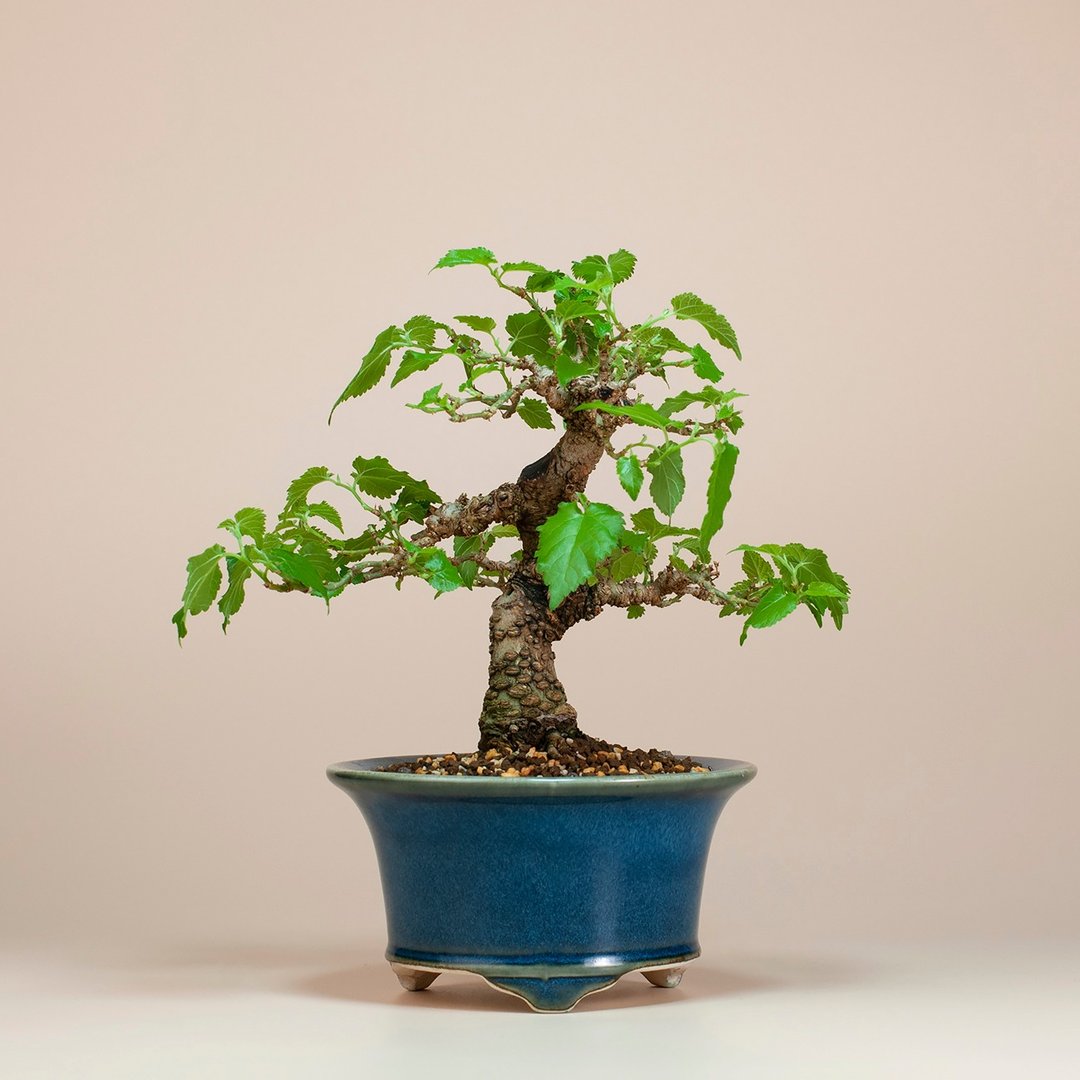【日本植物】日本盆栽 造型盆景 精品盆栽 - 植栽/盆栽 - 植物．花 