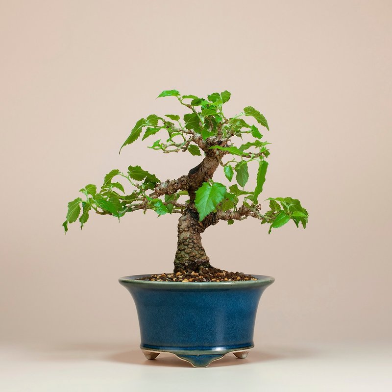 【日本植物】日本盆栽 造型盆景 精品盆栽 - 植栽/盆栽 - 植物．花 