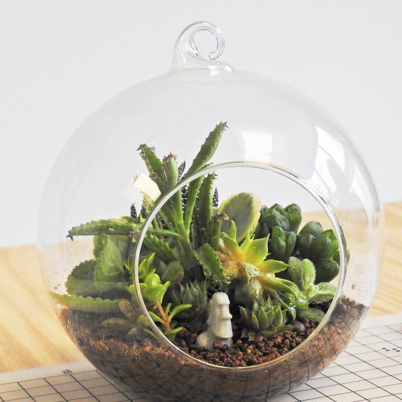 9 月・微景设计・摩艾多肉植物复活岛 - 植栽 - 植物．花 