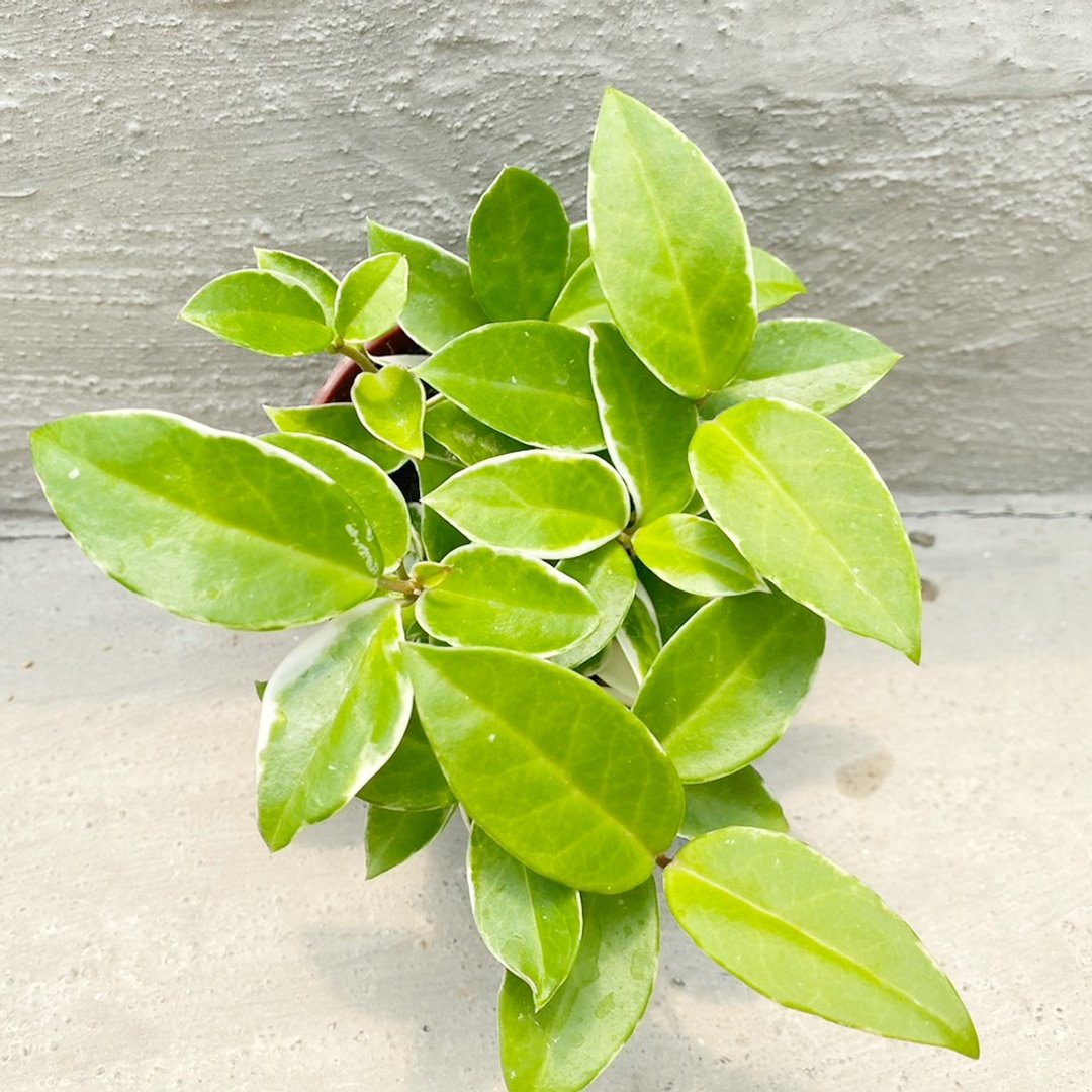 【豆豆多肉】【斑叶球兰】乔迁│送礼│升迁│多肉植物 - 植栽/盆栽 - 植物．花 