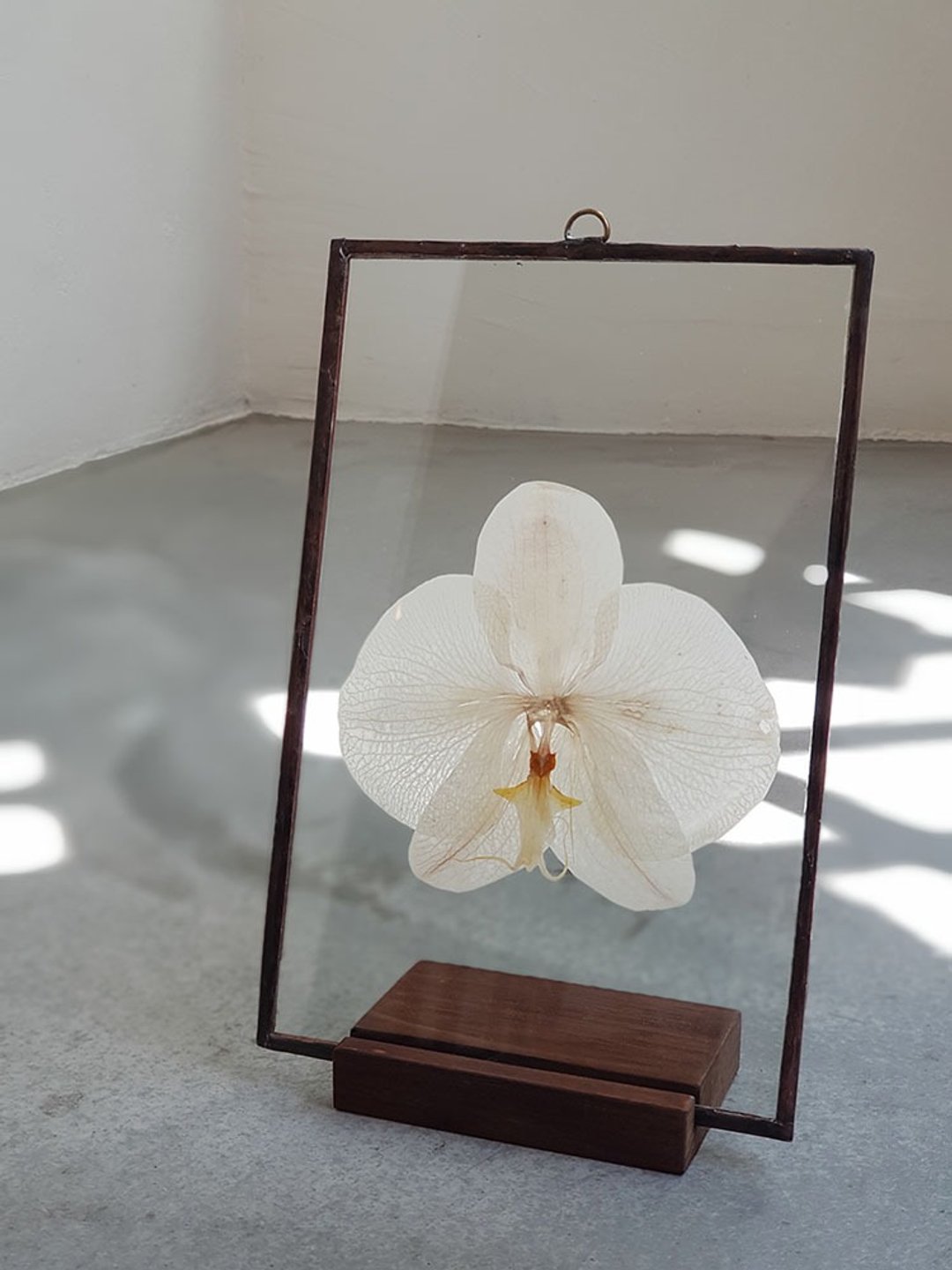 花植物图鉴∣白蝴蝶兰∣玻璃镶崁∣蝴蝶兰标本 Phalaenopsis - 画框/相框 - 植物．花 