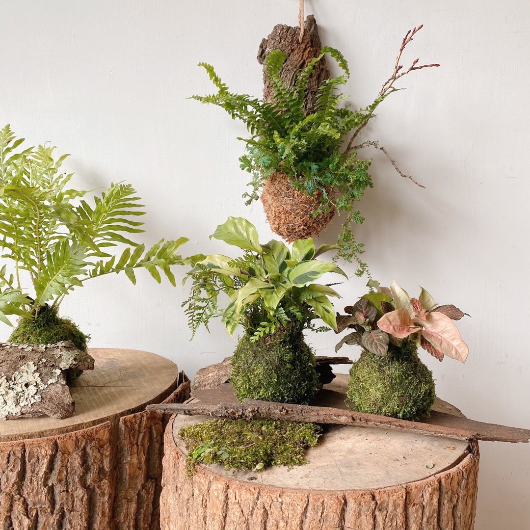 7 月・享生活 Feng・夏季室内植栽苔球 - 植栽 - 植物．花 