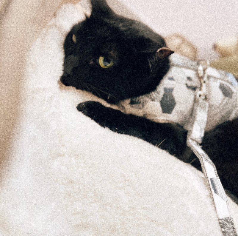 SHAPU La-大角度胸背衣-黑几何(不含牵绳) - 项圈/牵绳 - 聚酯纤维 