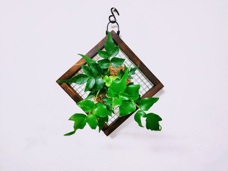 日本冬青蕨苔球│板植│居家装饰│室内植物 - 植栽/盆栽 - 植物．花 绿色