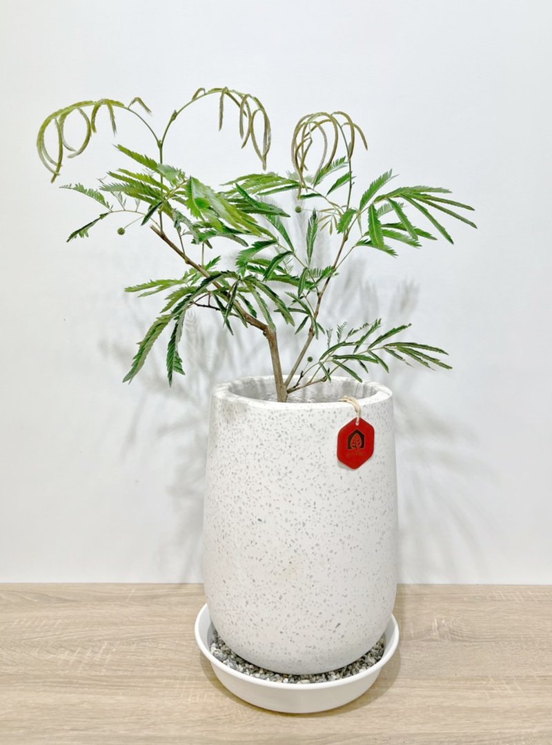 小豆树|日本当红室内植物|宠物友善|【新竹地区限定包邮】落地型 - 植栽/盆栽 - 其他材质 绿色