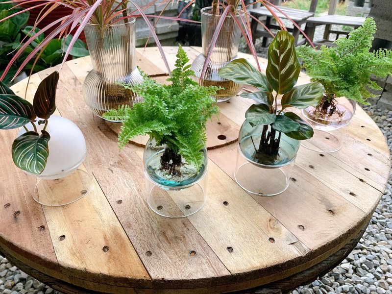 水培植栽│蕾丝蕨_室内植物 办公室盆栽 店内摆设 观叶植物 - 植栽/盆栽 - 玻璃 