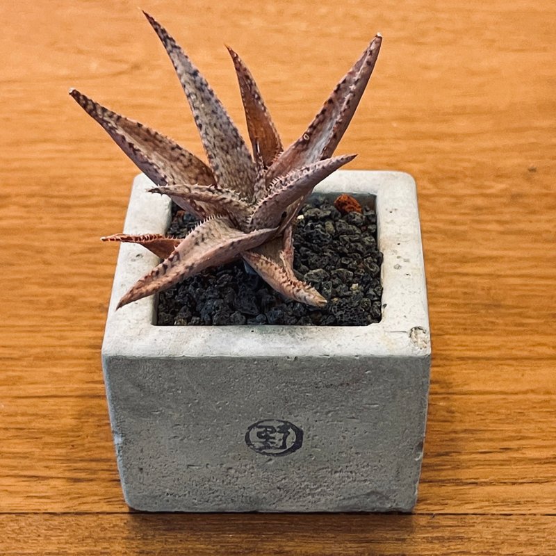 【野草不野-限时贩售】翡翠殿 / 中方盆 - 植栽/盆栽 - 植物．花 绿色