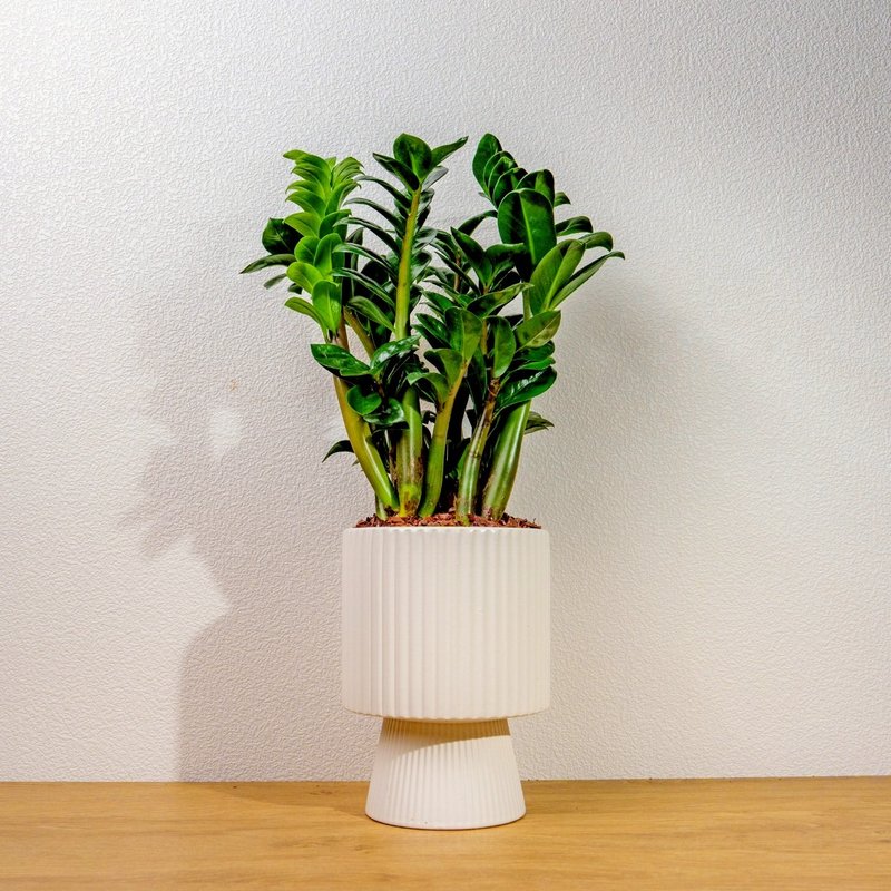 金钱树白色高脚陶盆 桌上盆栽 室内植物 礼物 - 植栽/盆栽 - 植物．花 白色