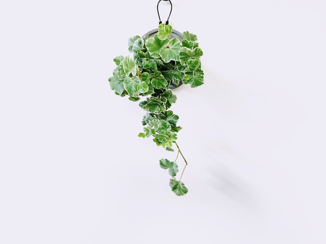 大麦町常春藤│水泥上板植栽│室内植物│窗边植物│观叶植物 - 植栽/盆栽 - 植物．花 绿色