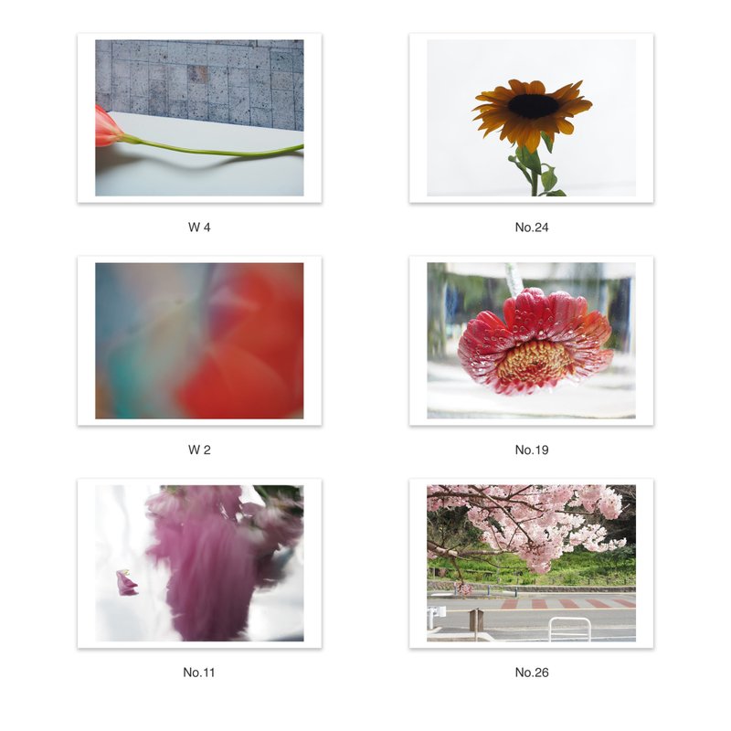 自选十张套组 | 明信片 摄影 | 风景 & 花卉植物 & 建筑 & 抽象 - 卡片/明信片 - 纸 多色