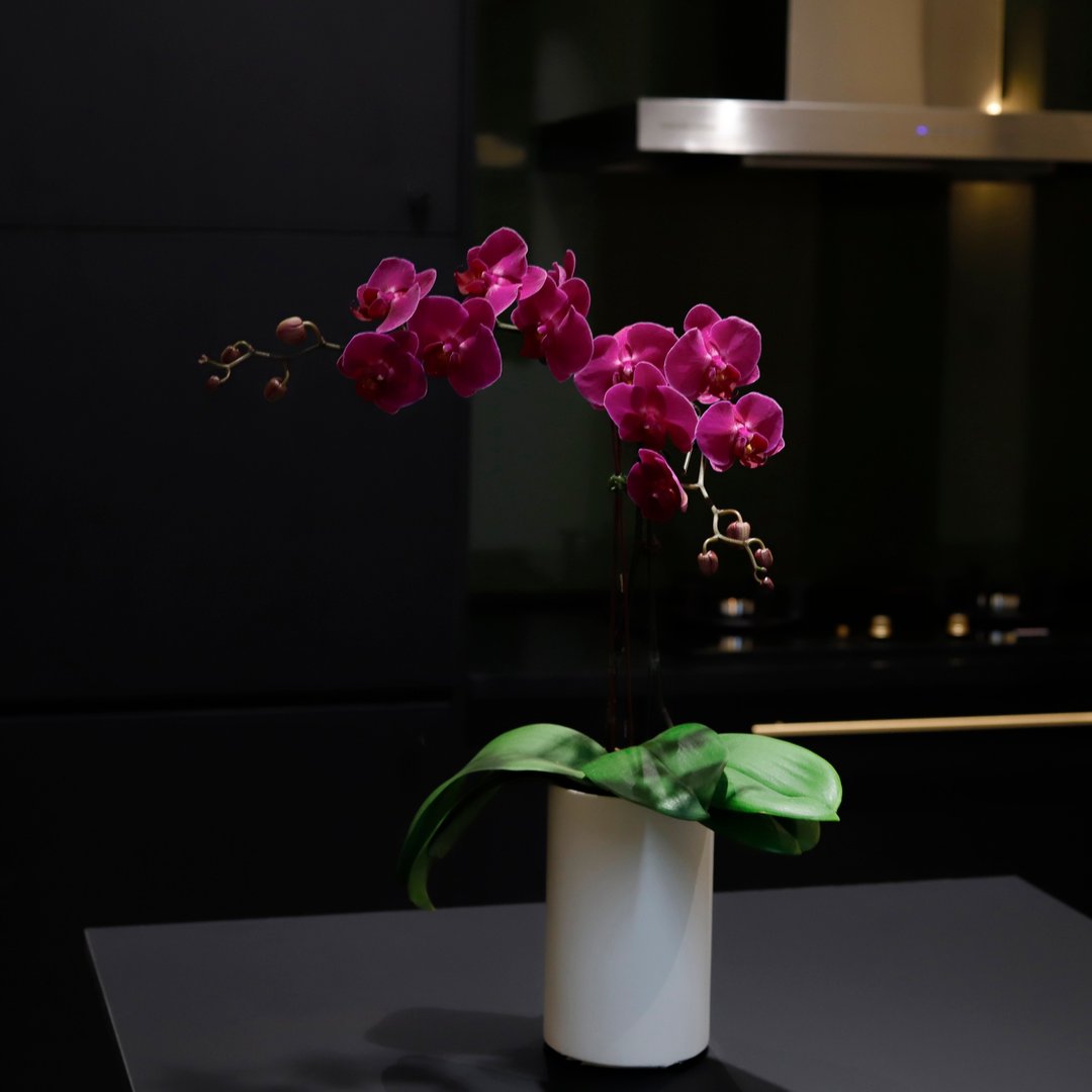 【兰花盆栽】桃花嫣红蝴蝶兰盆栽 开幕送礼 升迁送礼 过年送礼 - 植栽/盆栽 - 植物．花 白色