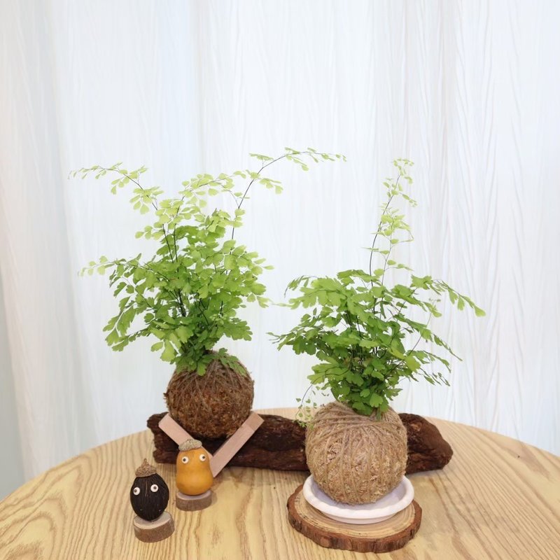 |铁线蕨苔球| 赠送塑胶底座 / 植男人绅 手作苔球 - 植栽/盆栽 - 植物．花 绿色