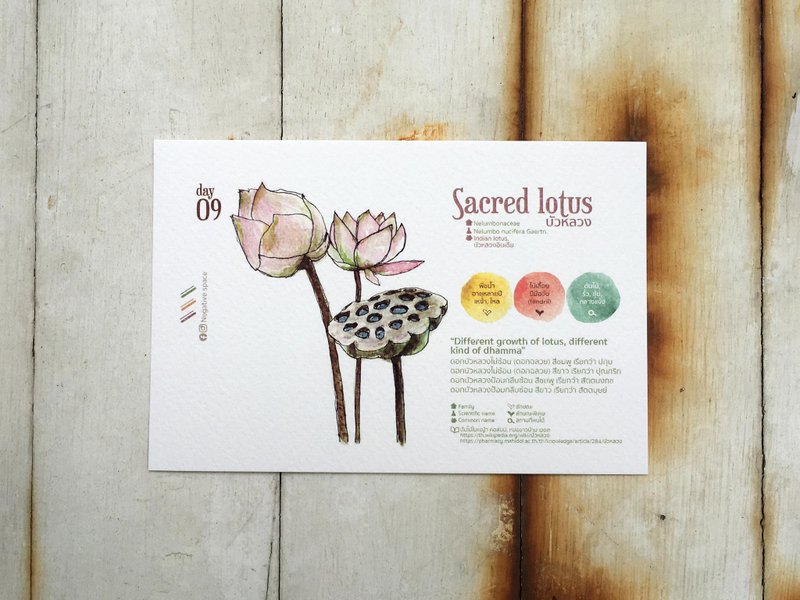 在地花卉明信片 - 第09天 圣洁莲花 - 卡片/明信片 - 纸 