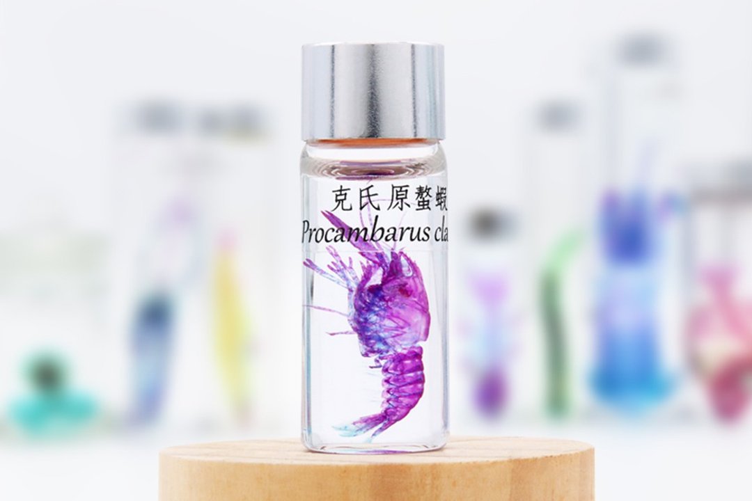 透明生物标本 - 克氏原螯虾 Procambarus clarkii【网络限定】 - 摆饰 - 玻璃 