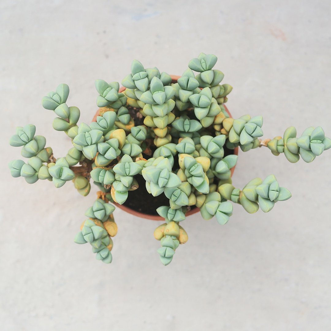 【豆豆多肉】【鹿角海棠小老欉】乔迁│送礼│升迁│多肉植物 - 植栽/盆栽 - 植物．花 