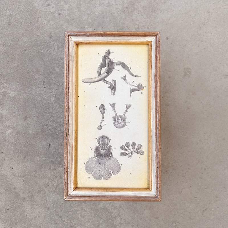 【 山人-压箱品 】独一无二复古画－大彗星风兰 Orchis mascula - 海报/装饰画/版画 - 木头 