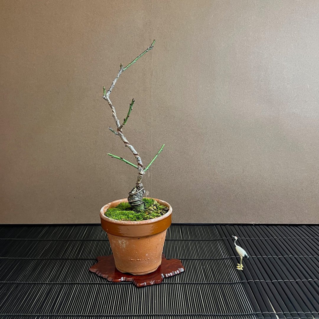 日本玉垣梅∣小品梅花香氛盆栽 花芽多已膨胀 - 植栽/盆栽 - 陶 