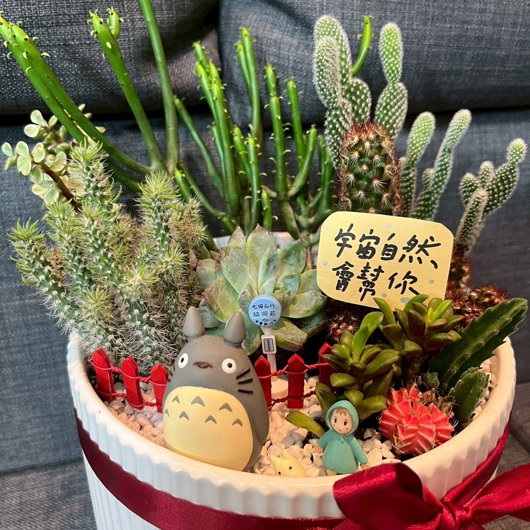吉卜力龙猫 多肉植物 仙人掌 大盆栽 送礼 台中市多肉组盆 豆豆龙 - 植栽/盆栽 - 植物．花 绿色