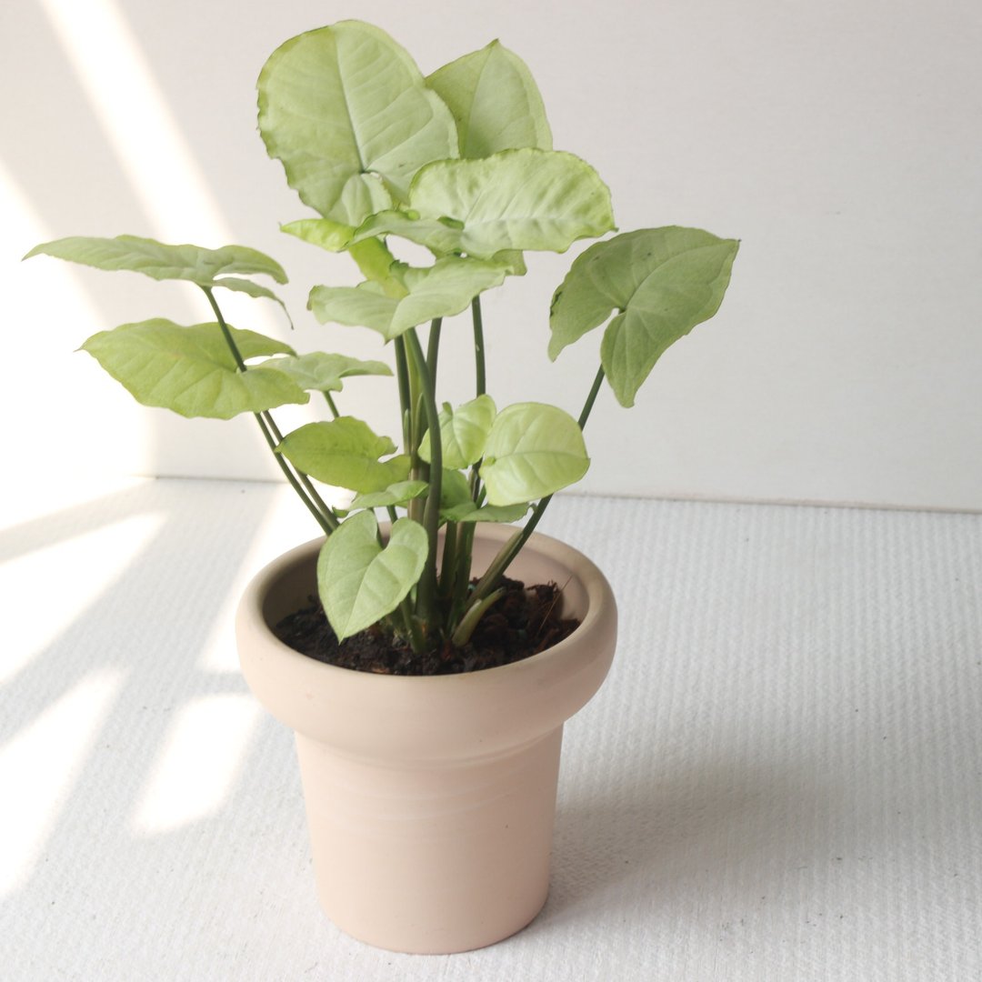 植栽 盆栽 l 白珍珠合果芋 冰淇淋杯盆器 珍珠白叶片 室内植物 - 植栽/盆栽 - 陶 